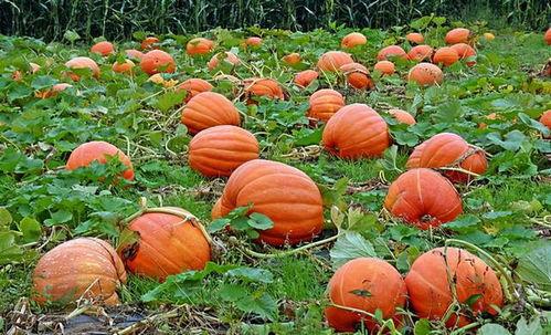 娛樂(lè)吃瓜基地的作品