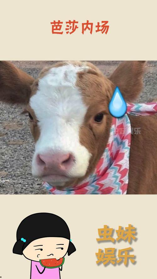 娛樂吃瓜醬網(wǎng)圖