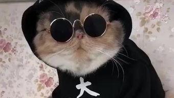 吃瓜娛樂(lè)的喵哥是誰(shuí)啊圖片,吃瓜娛樂(lè)界的神秘喵星人