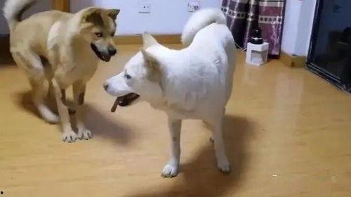 娛樂吃瓜醬忠犬,吃瓜醬的忠實(shí)伴侶